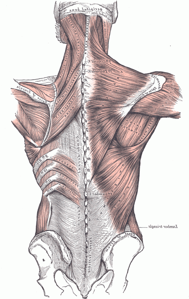 Understanding Fascia and Your Flexibility Inspire Fitness for
